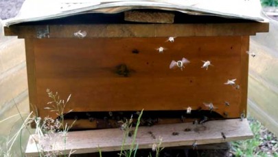 bienenkiste