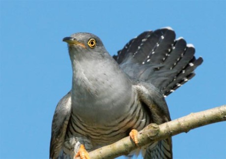 Vögel retten keine Pestizide BUND