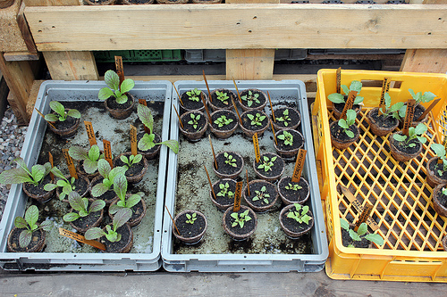 Prinzessinnengarten Berlin Urban Gardening