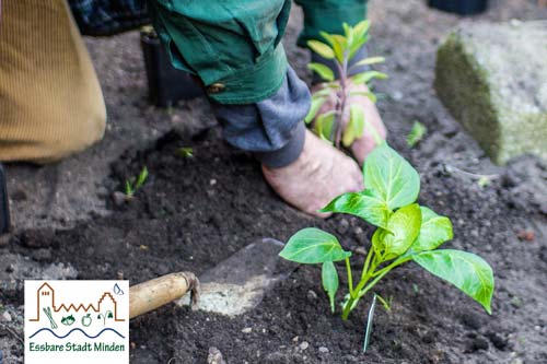 Blumenkohl im Vorgarten? Die essbare Stadt Minden