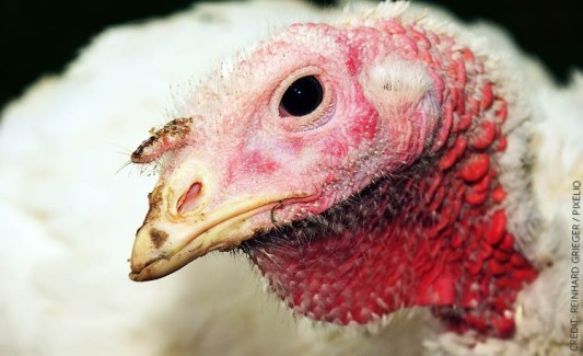 Was wäre, wenn Tiere die gleichen Rechte hätten?