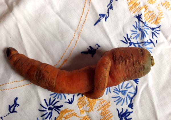 haessliches_erntlein_01 Hässliches Erntlein: Erntedank für krummes Gemüse, diemals eine Karotte