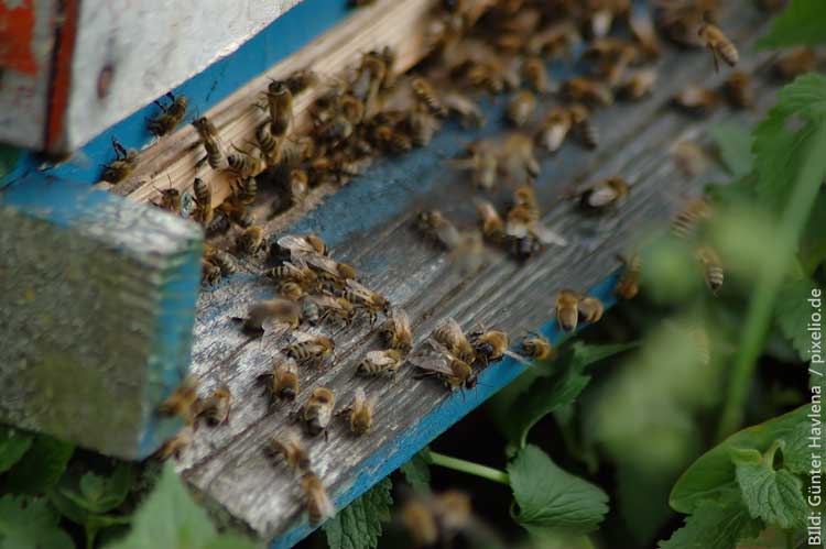 Bienensterben stoppen: 10 Dinge, die Du tun kannst
