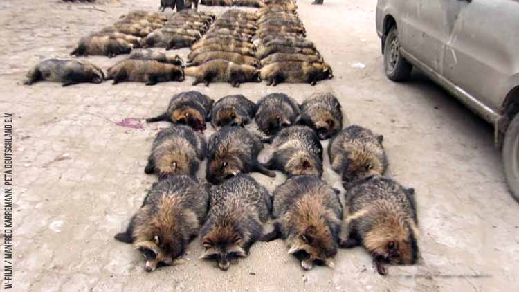 kinotipp_im_namen_der_tiere_03 Kinotipp: Im Namen der Tiere