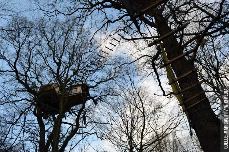 Wald statt Kohle: Die Räumung des Hambacher Forst